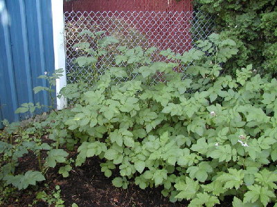 Russets and redskins growing well.