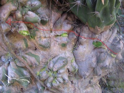 Tumbler round ripped past the cactus, the red line indicates the path of travel.