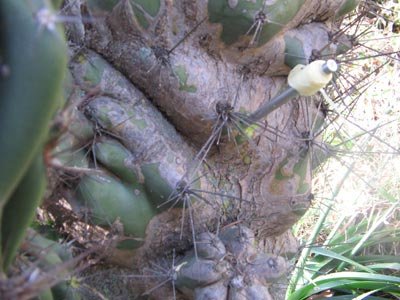 Hammer round in cactus. Shot from 10m away.