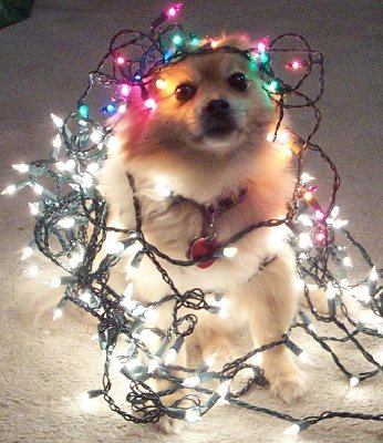 we were too poor to buy a christmas tree , so we decorated the dog this christmas.