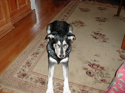 my big dog, sandy, laying down. shes a huskie/black lad mix.